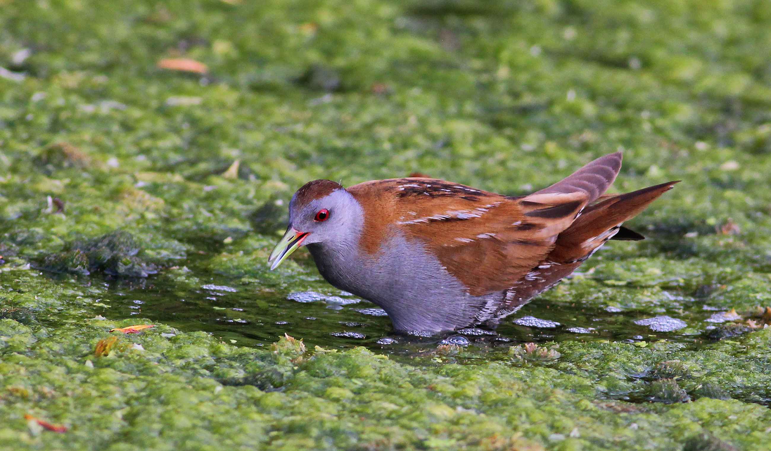 Little Crake